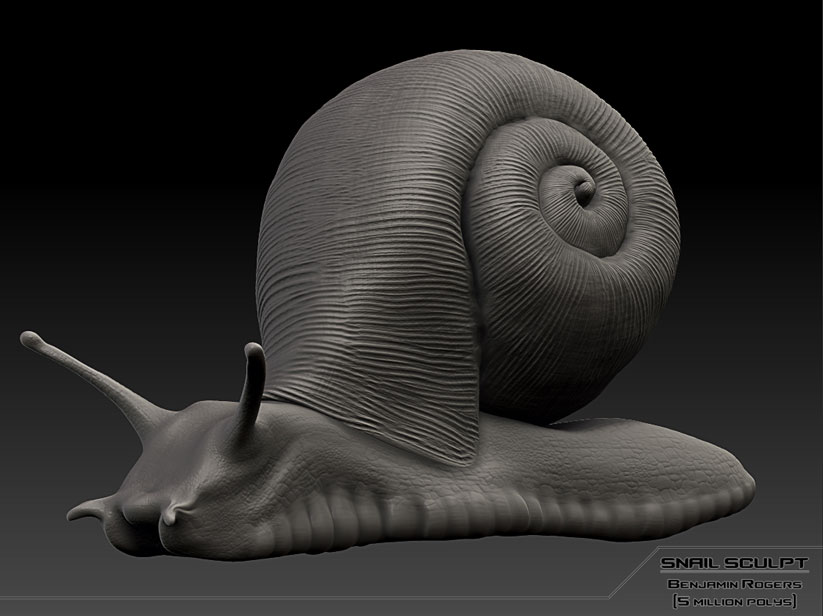 Snail Image 1