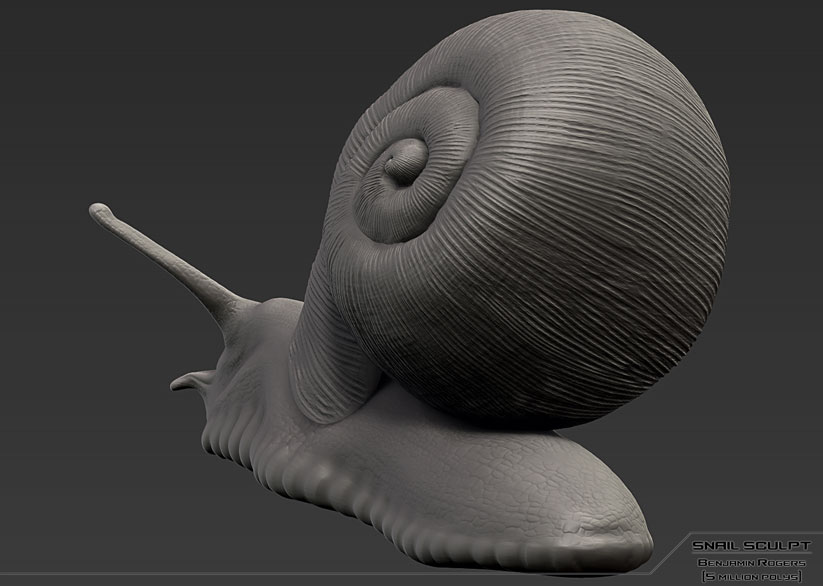 Snail Image 3